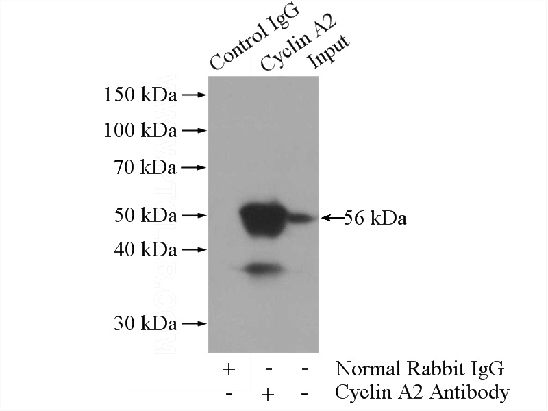 IP Result of anti-Cyclin A2 (IP:Catalog No:109661, 3ug; Detection:Catalog No:109661 1:500) with HL-60 cells lysate 4000ug.
