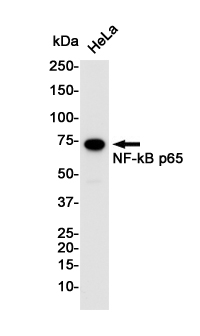 Western blot detection of NF-kB p65 in Hela cell lysates using NF-kB p65 Rabbit pAb(1:1000 diluted).Predicted band size:60KDa.Observed band size:65KDa.