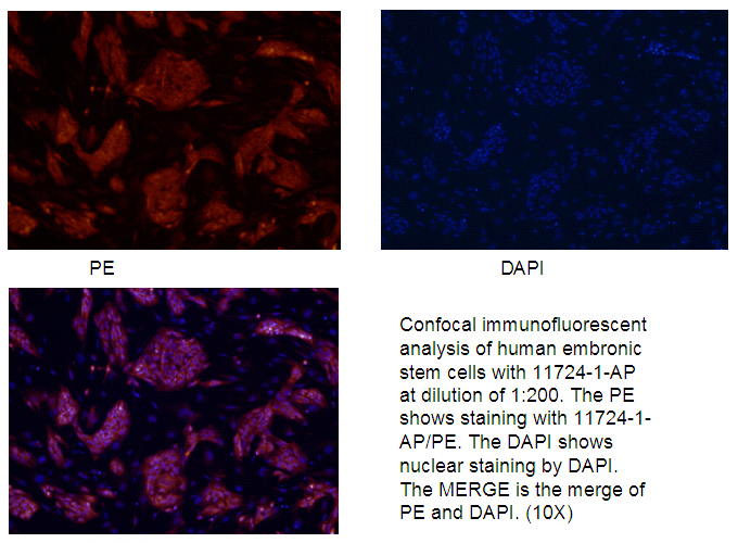 Confocal immunofluorescent analysis of human embronic stem cells with Catalog No:112231 at dilution of 1:200. The PE shows staining with Catalog No:112231/PE. The DAPI shows nuclear staining by DAPI. The MERGE is the merge of PE and DAPI.(10X)