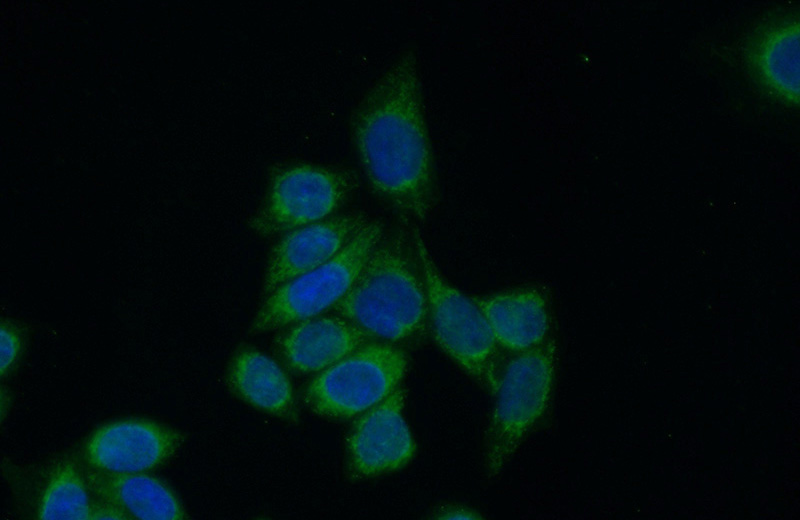 Immunofluorescent analysis of (10% Formaldehyde) fixed HeLa cells using Catalog No:110761(FZR1 Antibody) at dilution of 1:50 and Alexa Fluor 488-congugated AffiniPure Goat Anti-Rabbit IgG(H+L)
