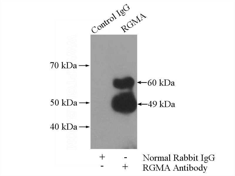 IP Result of anti-RGMA (IP:Catalog No:114637, 4ug; Detection:Catalog No:114637 1:400) with mouse testis tissue lysate 4000ug.