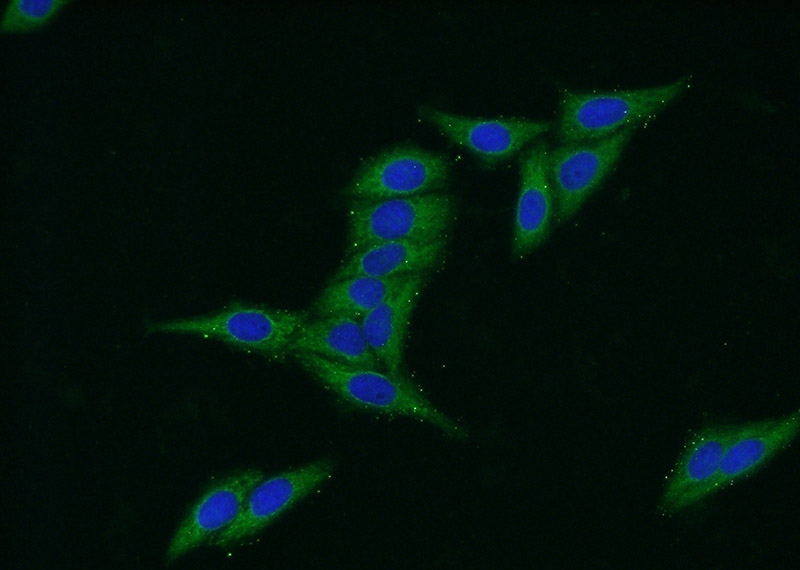 Immunofluorescent analysis of HepG2 cells using Catalog No:108698(C20orf195 Antibody) at dilution of 1:50 and Alexa Fluor 488-congugated AffiniPure Goat Anti-Rabbit IgG(H+L)