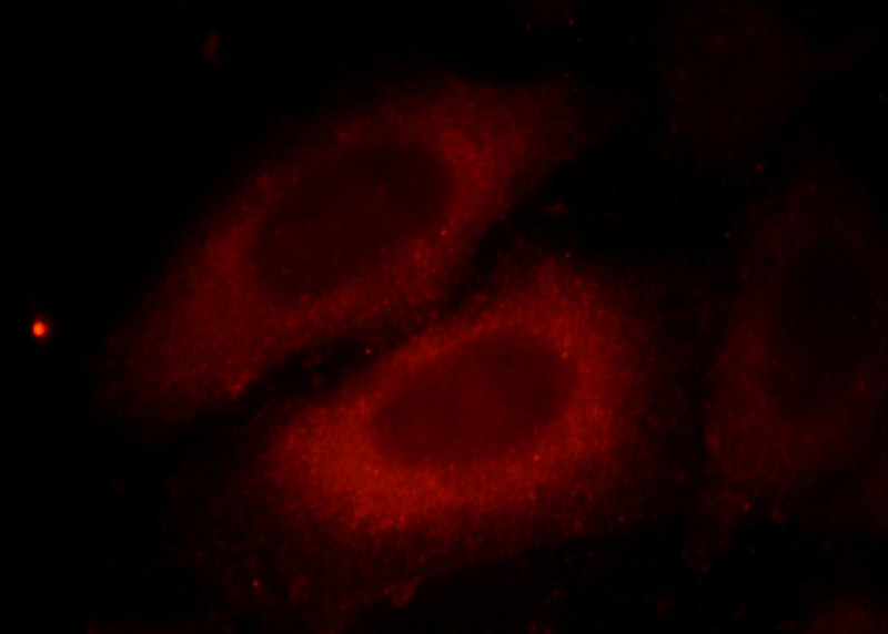Immunofluorescent analysis of HepG2 cells, using MLPH antibody Catalog No: at 1:25 dilution and Rhodamine-labeled goat anti-mouse IgG (red).