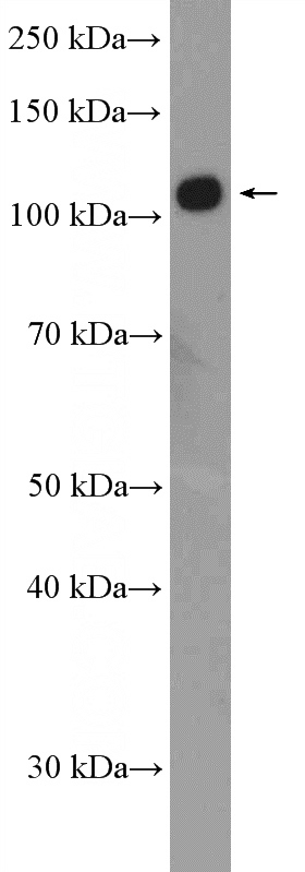 NIH/3T3 cells were subjected to SDS PAGE followed by western blot with Catalog No:114149(PPP1R13L Antibody) at dilution of 1:1000