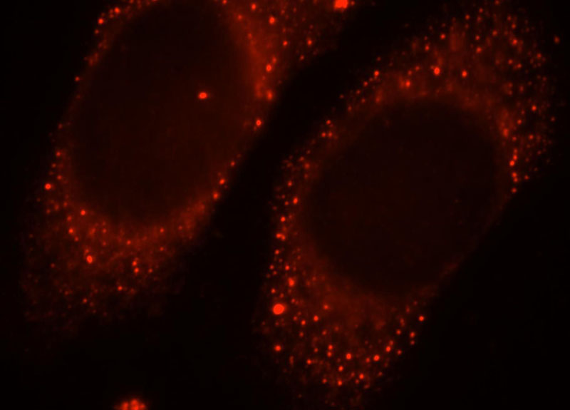 Immunofluorescent analysis of HepG2 cells, using MPPED2 antibody Catalog No:112755 at 1:25 dilution and Rhodamine-labeled goat anti-rabbit IgG (red).