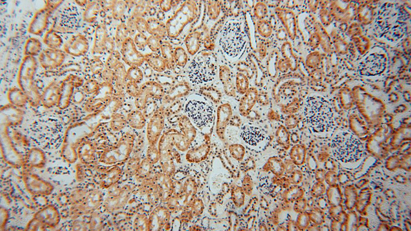 Immunohistochemical of paraffin-embedded human kidney using Catalog No:109465(COPS7A antibody) at dilution of 1:50 (under 10x lens)
