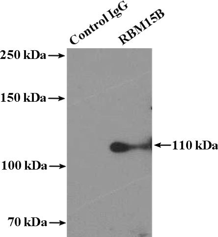 IP Result of anti-RBM15B (IP:Catalog No:114600, 4ug; Detection:Catalog No:114600 1:500) with HeLa cells lysate 2500ug.