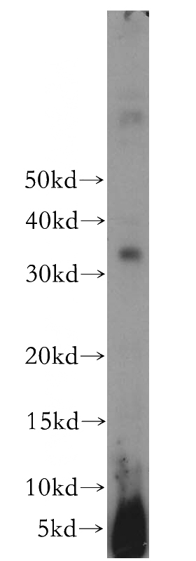 MCF7 cells were subjected to SDS PAGE followed by western blot with Catalog No:116845(WBP1 antibody) at dilution of 1:400