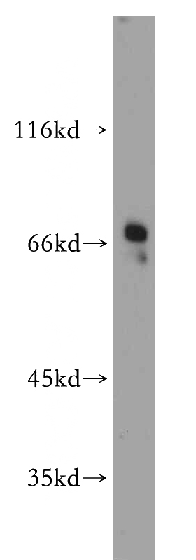 HeLa cells were subjected to SDS PAGE followed by western blot with Catalog No:115192(SERINC1 antibody) at dilution of 1:100