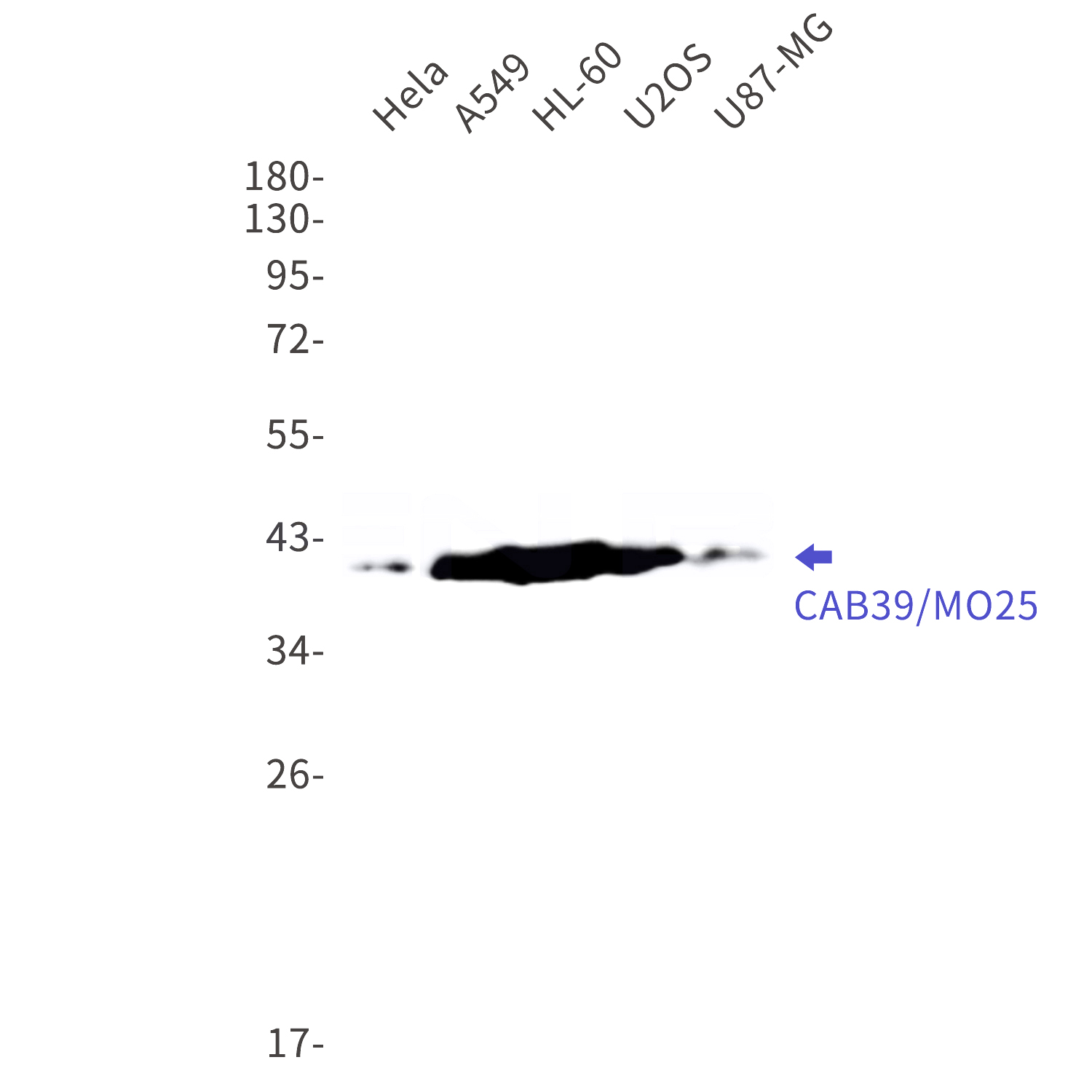 Western blot detection of CAB39/MO25 in Hela,A549,HL-60,U2OS,U87-MG cell lysates using CAB39/MO25 Rabbit mAb(1:1000 diluted).Predicted band size:40kDa.Observed band size:39kDa.
