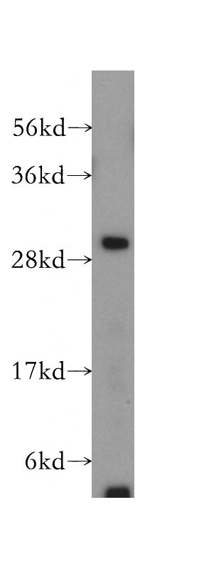 K-562 cells were subjected to SDS PAGE followed by western blot with Catalog No:109553(CREG1 antibody) at dilution of 1:400