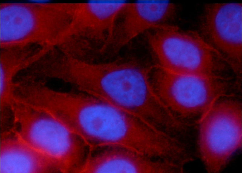 Immunofluorescent analysis of HepG2 cells, using SNAP23 antibody Catalog No:115444 at 1:50 dilution and Rhodamine-labeled goat anti-rabbit IgG (red). Blue pseudocolor = DAPI (fluorescent DNA dye).