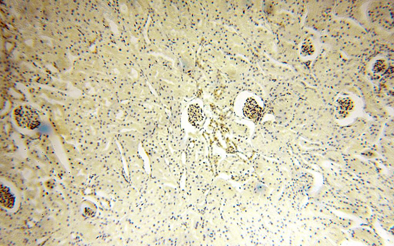 Immunohistochemical of paraffin-embedded human kidney using Catalog No:112876(MSRB2 antibody) at dilution of 1:100 (under 10x lens)
