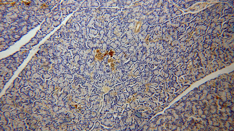 Immunohistochemical of paraffin-embedded human pancreas using Catalog No:117098(BCL2L13 antibody) at dilution of 1:100 (under 10x lens)