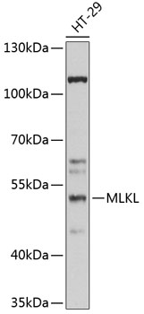 Western blot - MLKL Polyclonal Antibody 