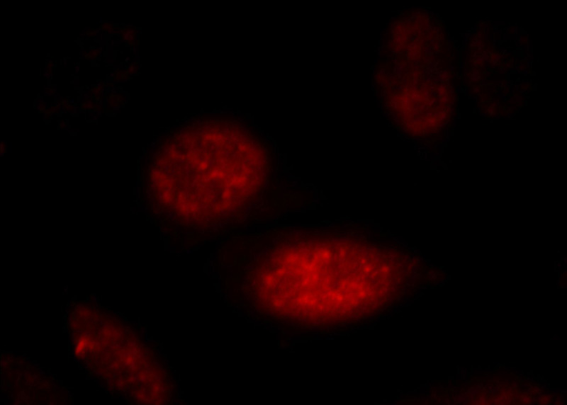 Immunofluorescent analysis of HepG2 cells, using AGFG2 antibody Catalog No:107827 at 1:25 dilution and Rhodamine-labeled goat anti-rabbit IgG (red).