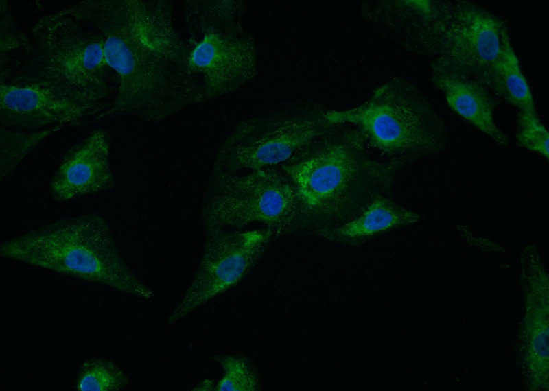 Immunofluorescent analysis of A549 cells using Catalog No:108731(C4orf29 Antibody) at dilution of 1:25 and Alexa Fluor 488-congugated AffiniPure Goat Anti-Rabbit IgG(H+L)