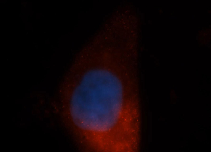Immunofluorescent analysis of HepG2 cells, using PSMB8 antibody Catalog No:112287 at 1:50 dilution and Rhodamine-labeled goat anti-rabbit IgG (red). Blue pseudocolor = DAPI (fluorescent DNA dye).