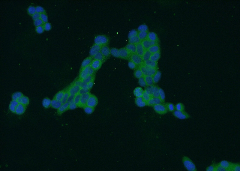 Immunofluorescent analysis of HEK-293 cells using Catalog No:116938(ZDHHC13 Antibody) at dilution of 1:50 and Alexa Fluor 488-congugated AffiniPure Goat Anti-Rabbit IgG(H+L)
