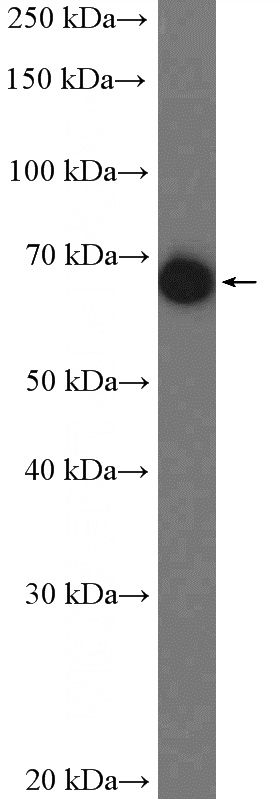 human plasma tissue were subjected to SDS PAGE followed by western blot with Catalog No:107664(A1BG Antibody) at dilution of 1:5000