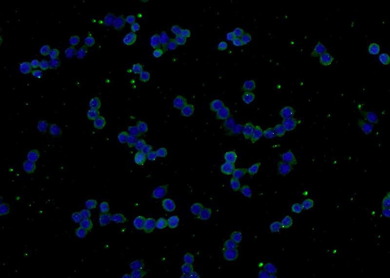 Immunofluorescent analysis of RAW 264.7 cells using Catalog No:116738(VEGFC Antibody) at dilution of 1:50 and Alexa Fluor 488-congugated AffiniPure Goat Anti-Rabbit IgG(H+L)