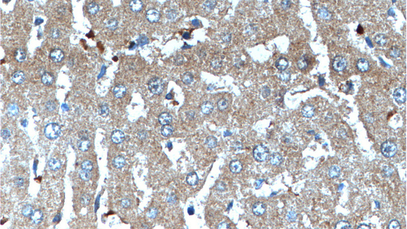 Immunohistochemistry of paraffin-embedded human liver tissue slide using Catalog No:108050(ANG Antibody) at dilution of 1:100 (under 40x lens).