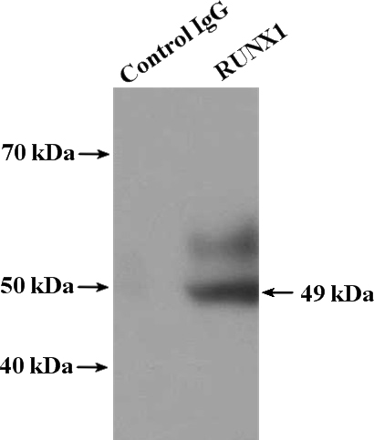 IP Result of anti-RUNX1 (IP:Catalog No:114936, 4ug; Detection:Catalog No:114936 1:300) with Jurkat cells lysate 3440ug.