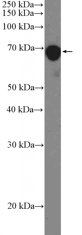 DU 145 cells were subjected to SDS PAGE followed by western blot with Catalog No:114264(PTEN Antibody) at dilution of 1:600