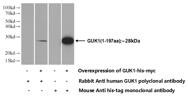 Transfected HEK-293 cells were subjected to SDS PAGE followed by western blot with Catalog No:111253(GUK1 Antibody) at dilution of 1:350
