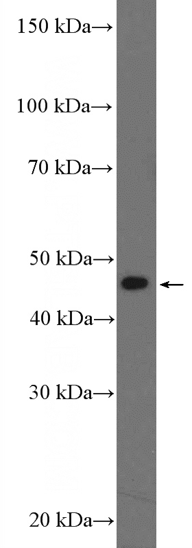HeLa cells were subjected to SDS PAGE followed by western blot with Catalog No:108560(BZW2 Antibody) at dilution of 1:1000