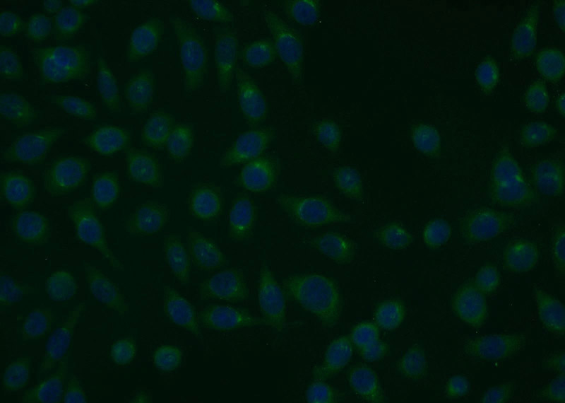 Immunofluorescent analysis of MCF-7 cells using Catalog No:114644(RGS17 Antibody) at dilution of 1:25 and Alexa Fluor 488-congugated AffiniPure Goat Anti-Rabbit IgG(H+L)