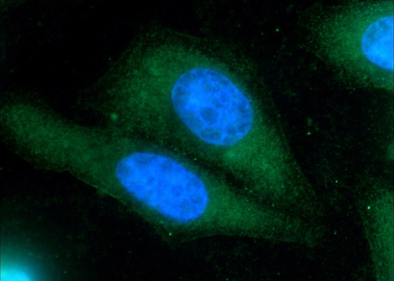 Immunofluorescent analysis of HepG2 cells using Catalog No:116064(TNFAIP8L2 Antibody) at dilution of 1:25 and Alexa Fluor 488-congugated AffiniPure Goat Anti-Rabbit IgG(H+L)