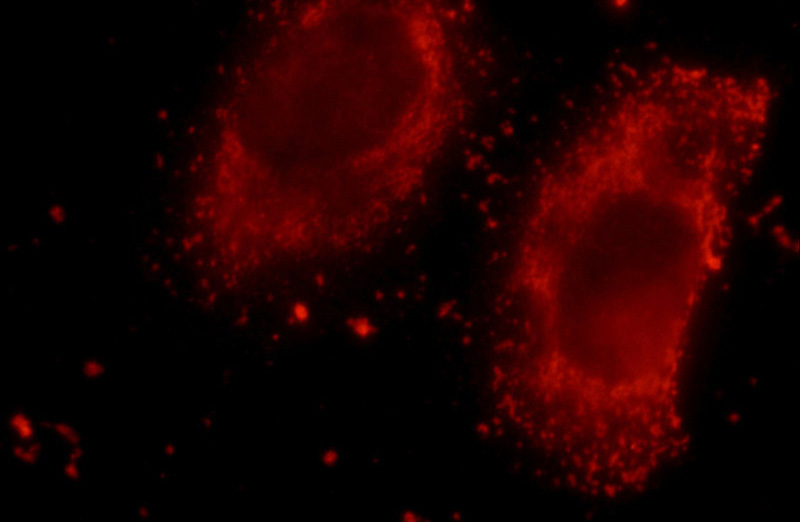 Immunofluorescent analysis of HepG2 cells using Catalog No:113082(NDUFS3 Antibody) at dilution of 1:25 and Rhodamine-Goat anti-Rabbit IgG