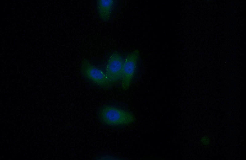 Immunofluorescent analysis of HeLa cells using Catalog No:113542(P2RX4 Antibody) at dilution of 1:50 and Alexa Fluor 488-congugated AffiniPure Goat Anti-Rabbit IgG(H+L)