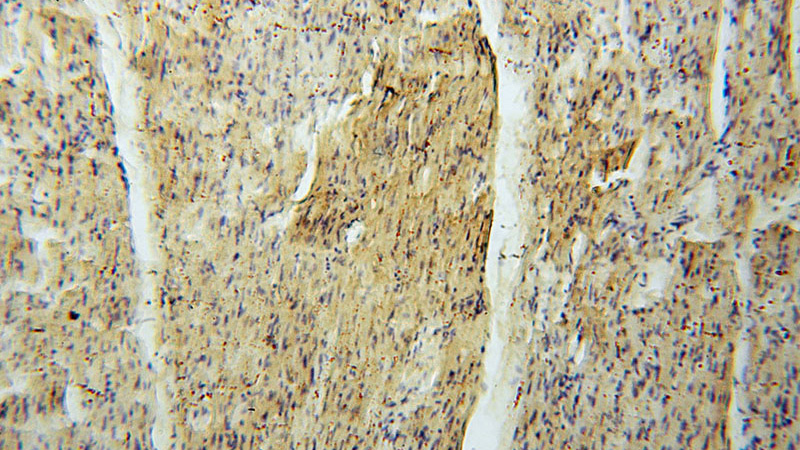 Immunohistochemical of paraffin-embedded human heart using Catalog No:112857(MRPS34 antibody) at dilution of 1:50 (under 10x lens)