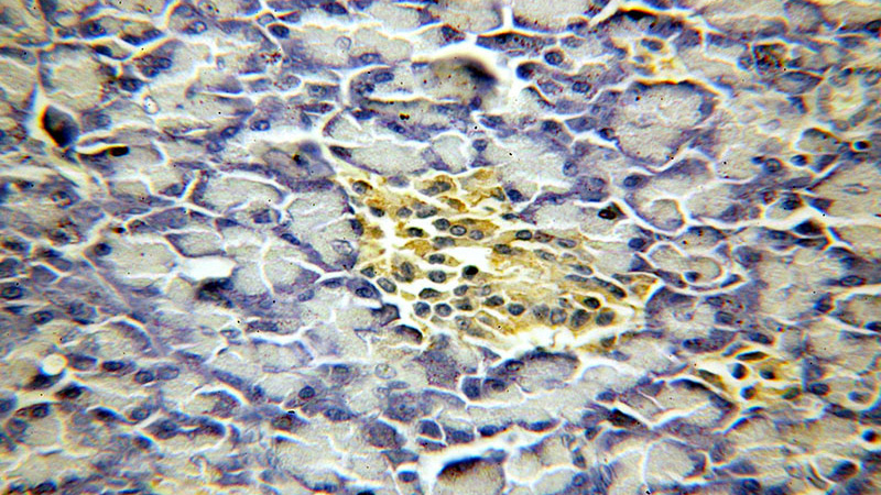 Immunohistochemical of paraffin-embedded human pancreas using Catalog No:109216(CHCHD7 antibody) at dilution of 1:100 (under 40x lens)