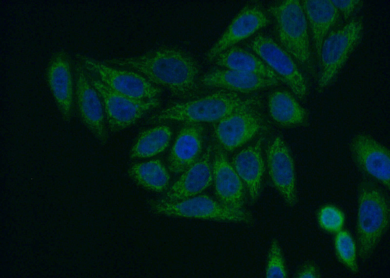 Immunofluorescent analysis of (10% Formaldehyde) fixed HepG2 cells using Catalog No:114971(SARS2 Antibody) at dilution of 1:50 and Alexa Fluor 488-congugated AffiniPure Goat Anti-Rabbit IgG(H+L)