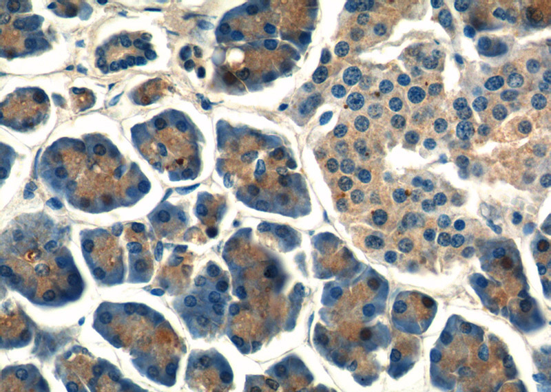Immunohistochemistry of paraffin-embedded human pancreas tissue slide using Catalog No:112813(MRPL14 Antibody) at dilution of 1:50 (under 40x lens)