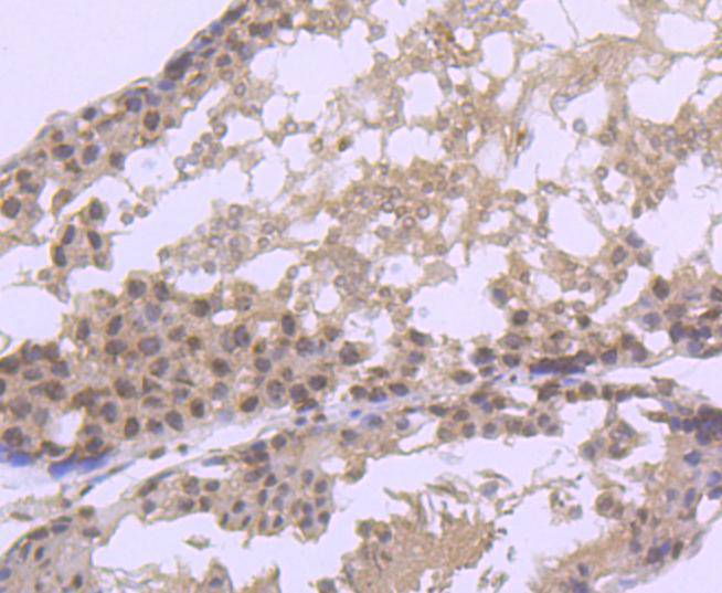 Fig8: Immunohistochemical analysis of paraffin-embedded rat testis tissue using anti-EIF2C3 antibody. Counter stained with hematoxylin.