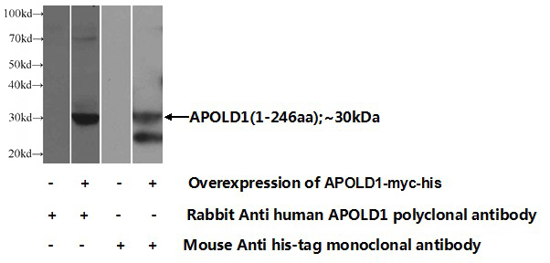 Transfected HEK-293 cells were subjected to SDS PAGE followed by western blot with Catalog No:108035(APOLD1 Antibody) at dilution of 1:1000