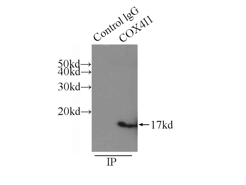 IP Result of anti-COXIV (IP:Catalog No:117310, 3ug; Detection:Catalog No:117310 1:1000) with mouse skeletal muscle tissue lysate 3500ug.