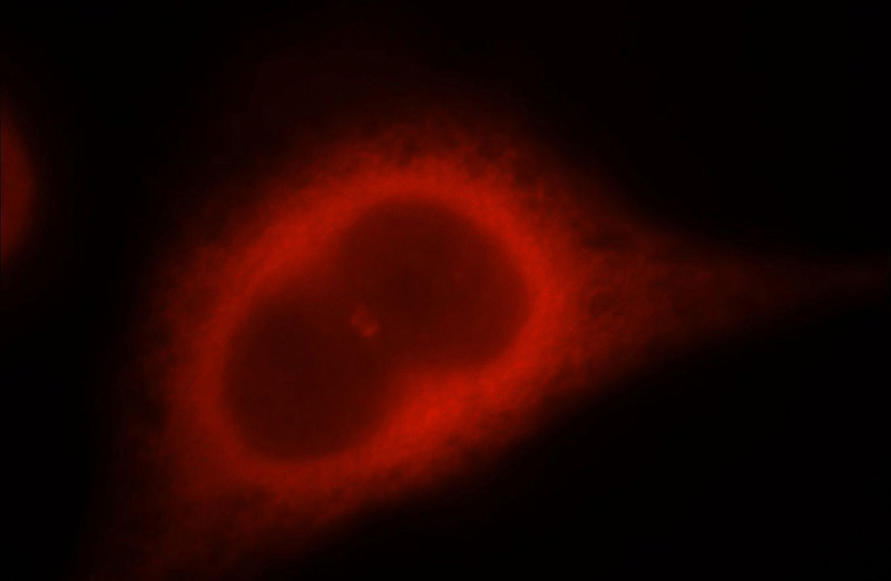 Immunofluorescent analysis of Hela cells, using CCNB2 antibody Catalog No:109663 at 1:25 dilution and Rhodamine-labeled goat anti-rabbit IgG (red).