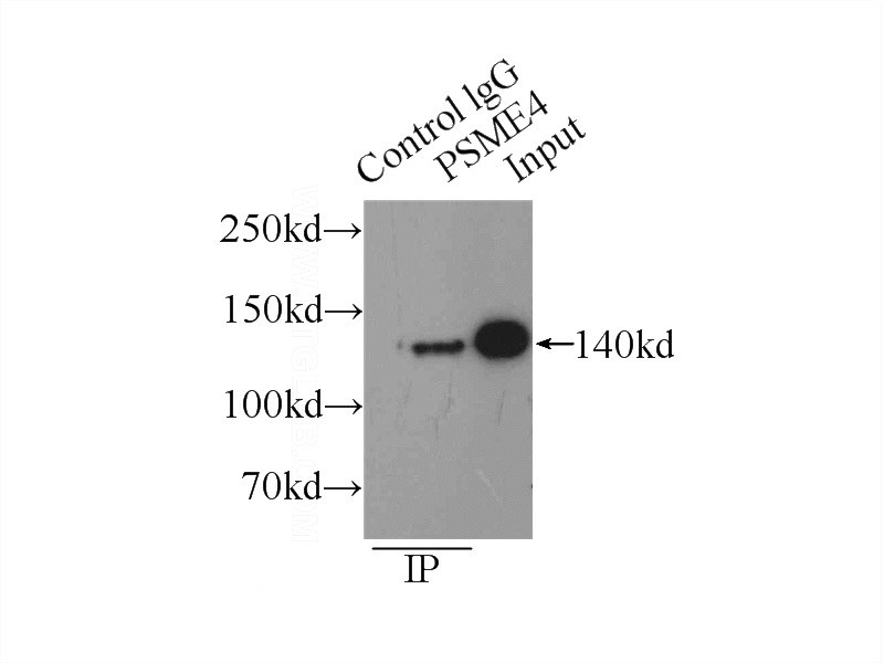 IP Result of anti-PSME4 (IP:Catalog No:114249, 3ug; Detection:Catalog No:114249 1:500) with HEK-293 cells lysate 1760ug.