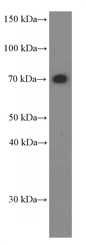 NIH/3T3 cells were subjected to SDS PAGE followed by western blot with Catalog No:107269(HSPA2 Antibody) at dilution of 1:10000