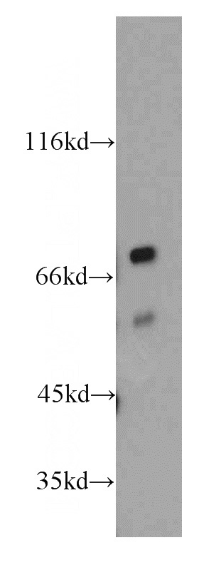 RAW264.7 cells were subjected to SDS PAGE followed by western blot with Catalog No:113921(PKNOX2 antibody) at dilution of 1:300