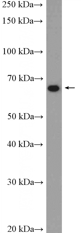 Jurkat cells were subjected to SDS PAGE followed by western blot with Catalog No:115745(SHoc2 Antibody) at dilution of 1:600