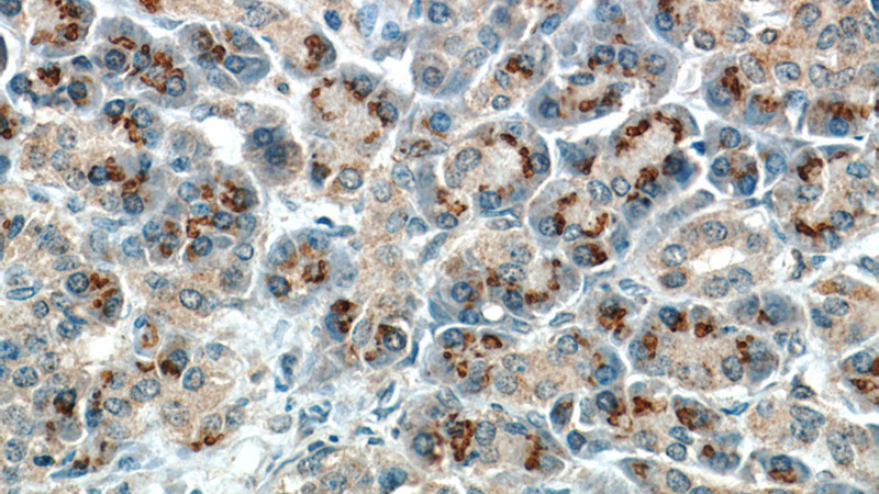 Immunohistochemical of paraffin-embedded human pancreas using Catalog No:107510(RPS3 antibody) at dilution of 1:50 (under 40x lens)