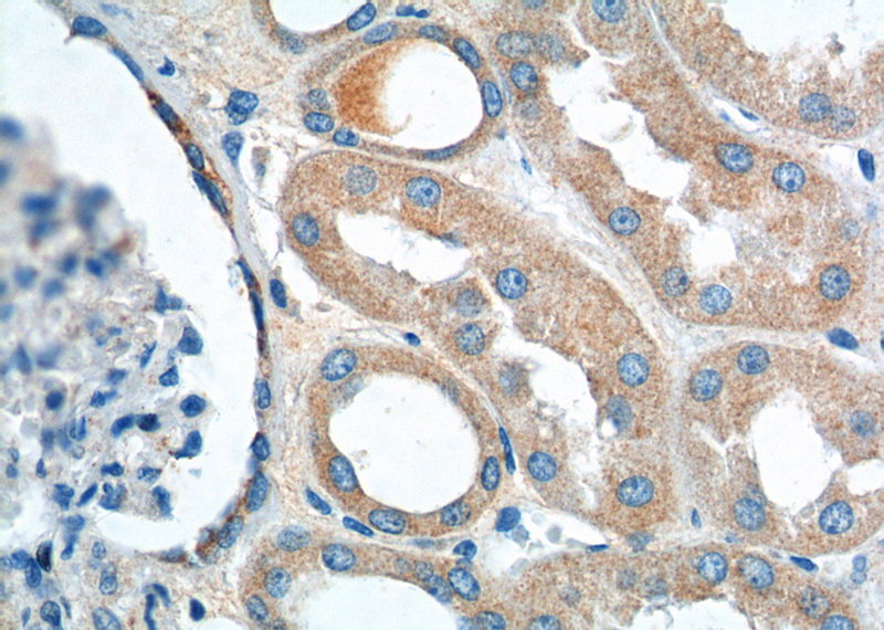Immunohistochemistry of paraffin-embedded human kidney tissue slide using Catalog No:116777(VPS26A Antibody) at dilution of 1:200 (under 40x lens).