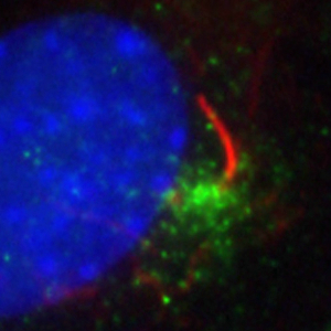 IF result of Catalog No:114411 (anti-RAB11A,Green) in ciliated IMCD3 cells by Dr. Seongjin Seo. (Red is the primary cilium, and blue is the nucleus)