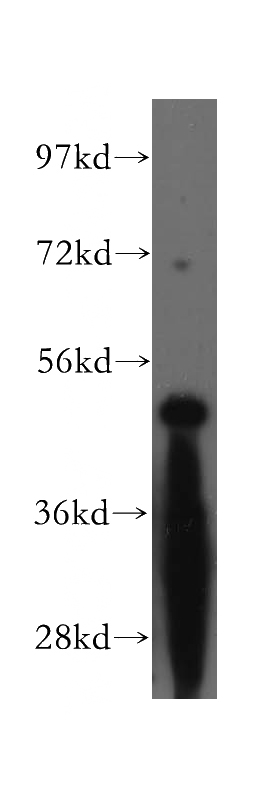 Raji cells were subjected to SDS PAGE followed by western blot with Catalog No:109016(CD27 antibody) at dilution of 1:300